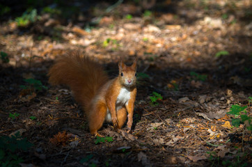 Naklejka na ściany i meble The red squirrel or Eurasian red squirrel (Sciurus vulgaris) is a species of tree squirrel in the genus Sciurus common throughout Eurasia.