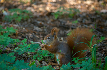 Naklejka na ściany i meble The red squirrel or Eurasian red squirrel (Sciurus vulgaris) is a species of tree squirrel in the genus Sciurus common throughout Eurasia.