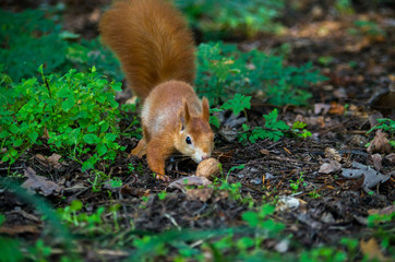 The red squirrel or Eurasian red squirrel (Sciurus vulgaris) is a species of tree squirrel in the...