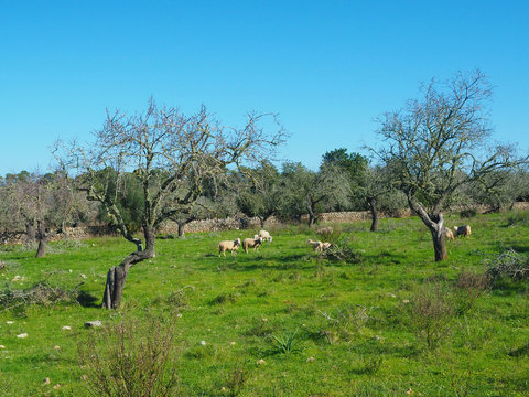 Mallorca im Fr&uuml;hling - Schafe
