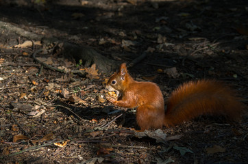 The red squirrel or Eurasian red squirrel (Sciurus vulgaris) is a species of tree squirrel in the...