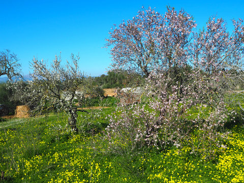 Mallorca - Mandelbl&uuml;te in den N&auml;he von Alcudia