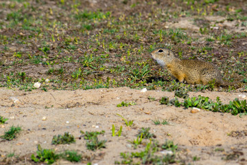 The European ground squirrel (Spermophilus citellus), also known as the European souslik, is a species from the squirrel family, Sciuridae.