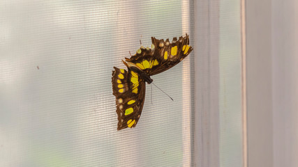 Pano Close up view of a beautiful butterfly against a wire mesh window screen