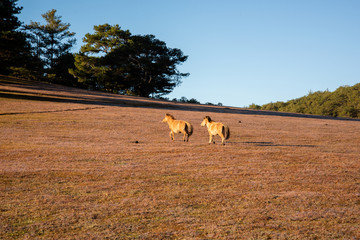 the horse family playing on the large meadow in plateau, beauty scenery with blue sky and peaceful...