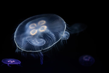 Jellyfishes in the water, sea animals concept