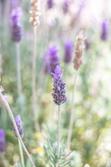 Fototapeta premium Lavender Bush in tones of purple in a cottage garden