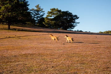 the horse family playing on the large meadow in plateau, beauty scenery with blue sky and peaceful...