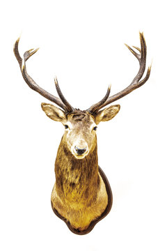 Hirsch mit Geweih Trophäe frontal, Deer with antler trophy freigestellt 