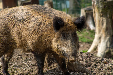 Naklejka na ściany i meble The wild boar (Sus scrofa), also known as the wild swine, Eurasian wild pig, or simply wild pig, is a suid native to much of Eurasia, North Africa, and the Greater Sunda Islands.