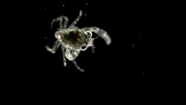 The crab larva under the microscope, at the megalope stage, has already sunk to the bottom and after molting will become a full-fledged small crab 4K