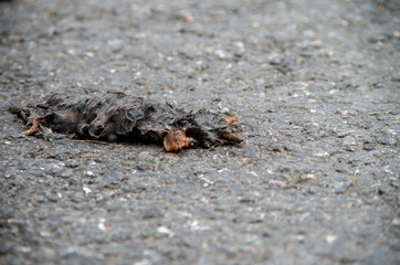 The European mole (Talpa europaea) is a mammal of the order Eulipotyphla.