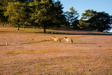 the horse family playing on the large meadow in plateau, beauty scenery with blue sky and peaceful...
