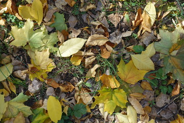 Multicolored fallen leaves on greenery from above