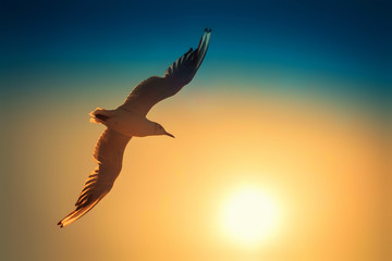 Bird Seagull flying against the background of the sunset setting sun