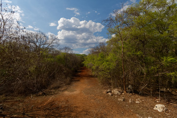 Dżungla na Jukatanie © Miroslaw