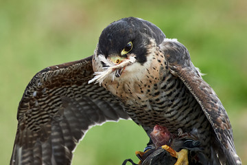 Falcon feeds on the flesh of the captured bird.