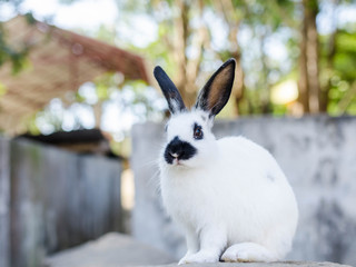 Rabbit sitting on meadow & eating green leaf. Close up bunny rabbit eating on farm garden background.