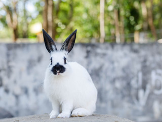 Rabbit sitting on meadow & eating green leaf. Close up bunny rabbit eating on farm garden background.