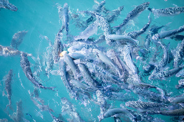 Shoal of fish in seawater, many sea fishes top view, free in the sea, sea fishes on the water surface, on the surface of the sea water aquamarine azure reflection turquoise blue abstract background