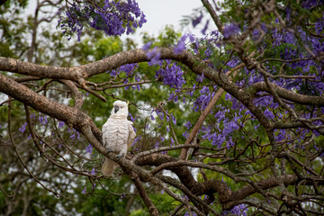 Sulphur-crested cockatoo seating on a beautiful blooming jacaranda tree. Australian urban wildlife.