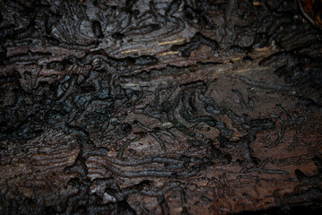 Holz Borkenkäfer