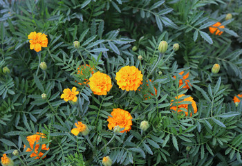 Obraz na płótnie Canvas Orange Tagetes flowers close up in organic garden. Many-petalled flowers with various shades of yellow, orange, bronze and red appear in every imaginable combination. Blurred background.