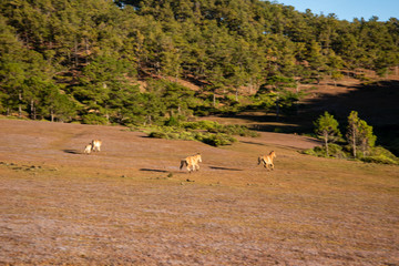 the horse family playing on the large meadow in plateau, beauty scenery with blue sky and peaceful...