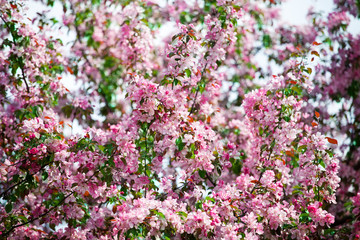 Obraz premium Blooming apple tree branches, white and pink flowers bunch, green leaves, blue sky on blurred bokeh background close up, beautiful spring cherry blossom, red sakura flowers in bloom, springtime nature