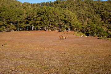 the horse family playing on the large meadow in plateau, beauty scenery with blue sky and peaceful...
