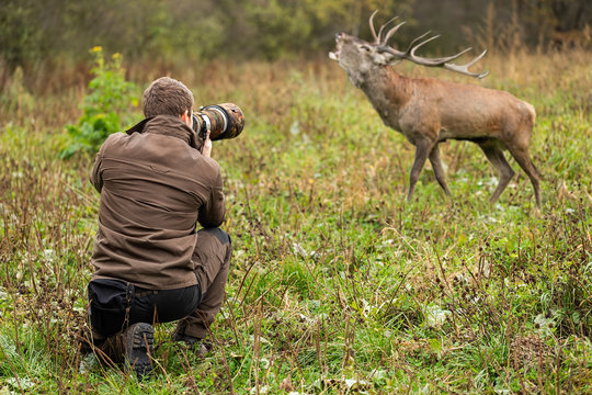 Young male wildlife photographer in brown cloths taking pictures of a red deer, cervus elaphus, stag roaring on a green meadow close to him. Tourist with camera recording wild animal.