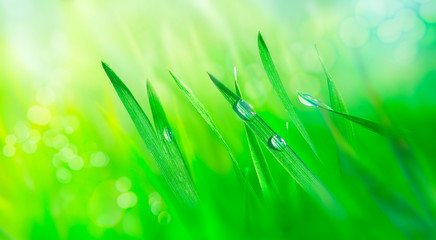 Water drops on fresh grass leaves. Green meadow in the rays of the rising sun. Nature background. Spring landscape. Macro photo.