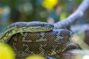 Coastal Carpet Python (Morelia spilota mcdowelli) coiled in tree. Pottsville, NSW, Australia.