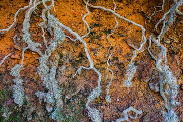 Exposed roots covered with lichens al along the hiking trail