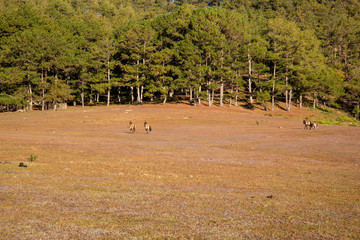 the horse family playing on the large meadow in plateau, beauty scenery with blue sky and peaceful...