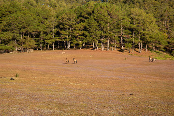 the horse family playing on the large meadow in plateau, beauty scenery with blue sky and peaceful...