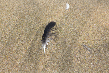 Seagull Feathers found on the beach