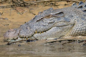 Saltwater or estuarine crocodile (Crocodylus porosus) on the bank of the Daintree River, Queensland, Australia