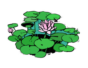 Drawing of a water Lily on a white background, drawn by hand, vector graphics.