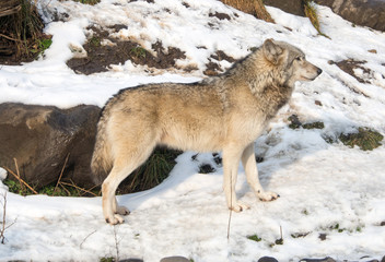 Side profile of a gray wift with a light colored coat looking away from camera.