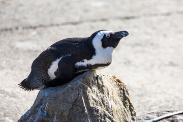 Obraz premium Close up of an African penguin (Spheniscus demersus), sunbathing on a small rock, Betty's Bay, South Africa