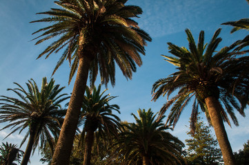 Tall palms with a blue sky background. Horizontal photo. Portugal