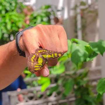 Square frame Yellow and brown butterfly on the finger of a caucasian male inside a greenhouse