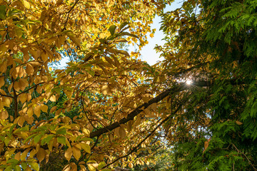 wallpaper representing many trees with green and yellow leaves and branches in a park on an autumn sunny day