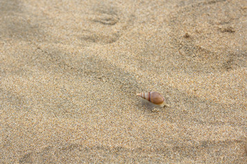 Fototapeta na wymiar Sea Snail found on beach near the Atlantic Ocean