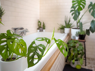 Bright bathroom with subway tiles and a large variety of green potted plants creating a green oasis