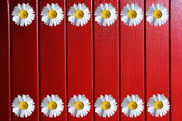 Fototapeta premium Colorful spring background with beautiful flowers.