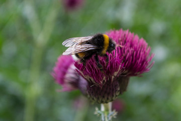 Hummel und lila Blume