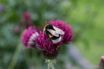 Hummel und lila Blume
