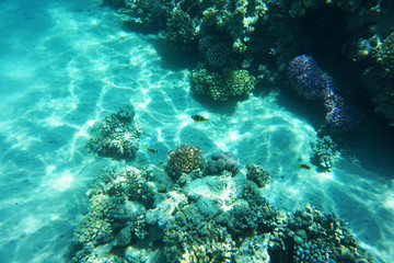 coral reef in Red Sea